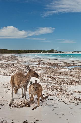 105 Cap le Grand NP, lucky bay.jpg